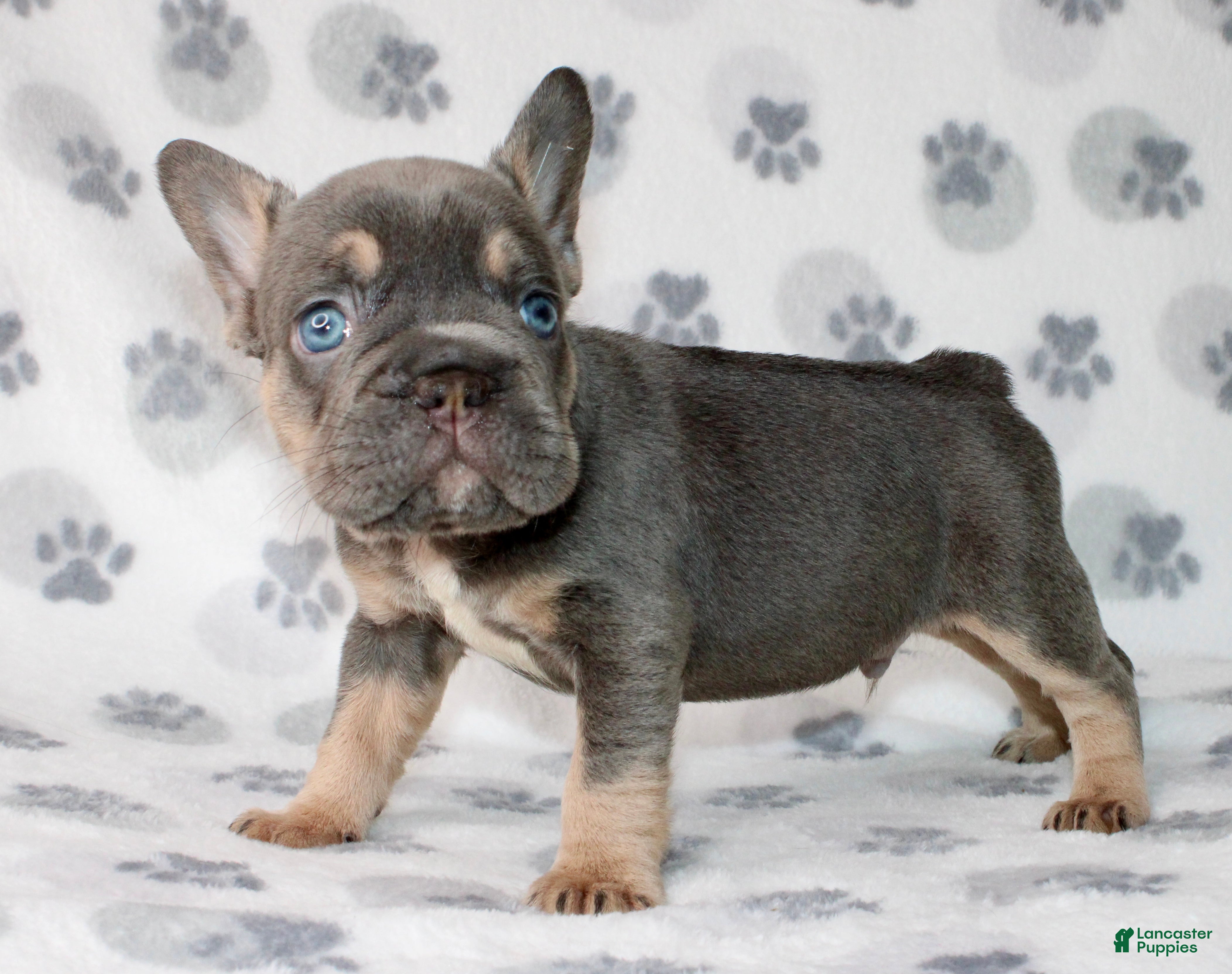 French Bulldog dogs Chase  - Ad 14