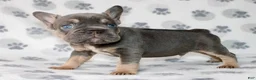 French Bulldog dogs for sale: Chase  - Ad 1
