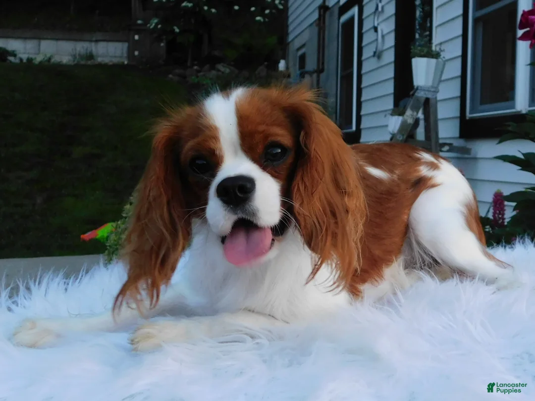 Cavapoo dogs for sale: Manny - Ad 2