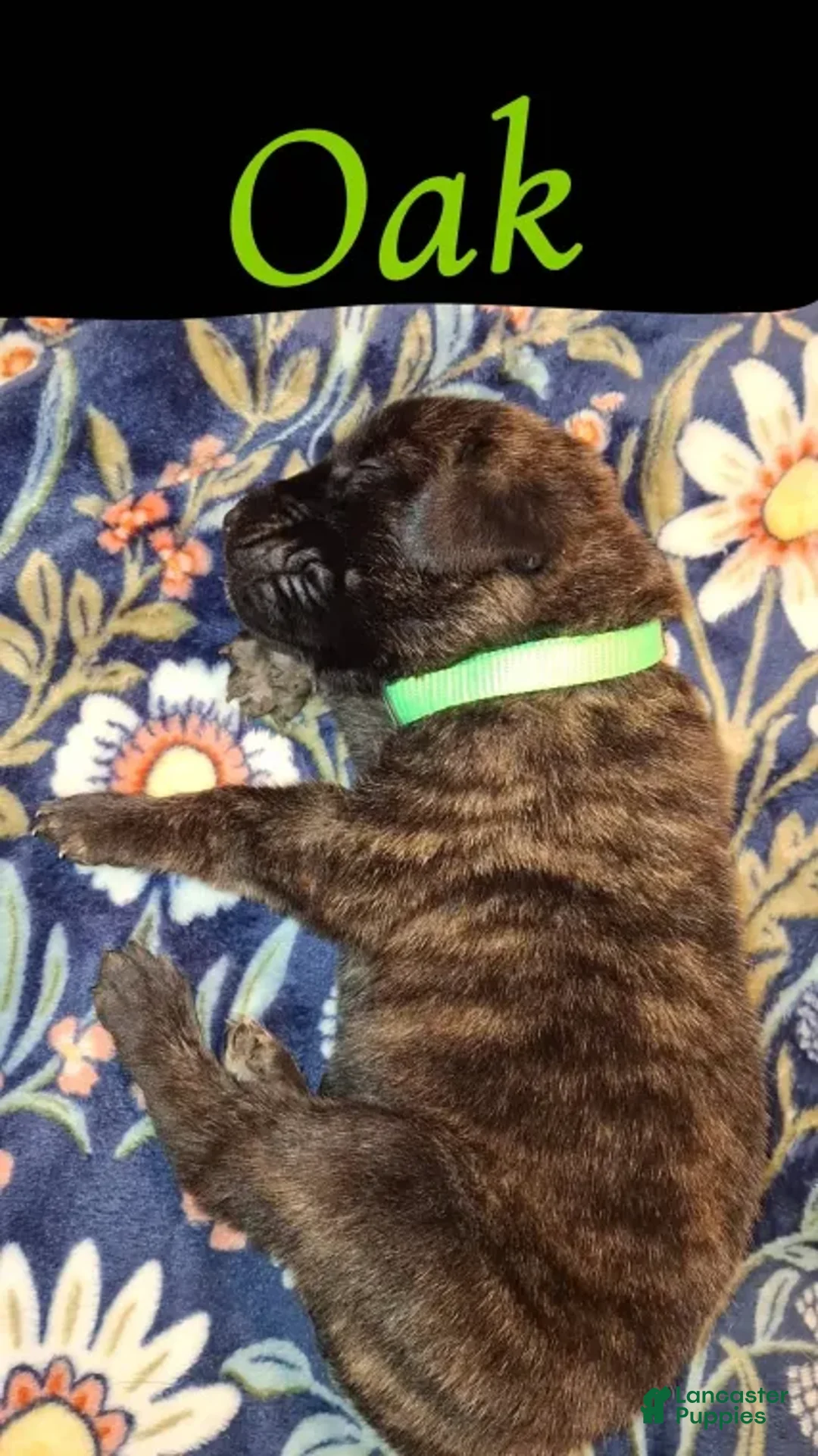 English Mastiff dogs for sale: Oak, Brindle English Mastiff Puppy - Ad 2