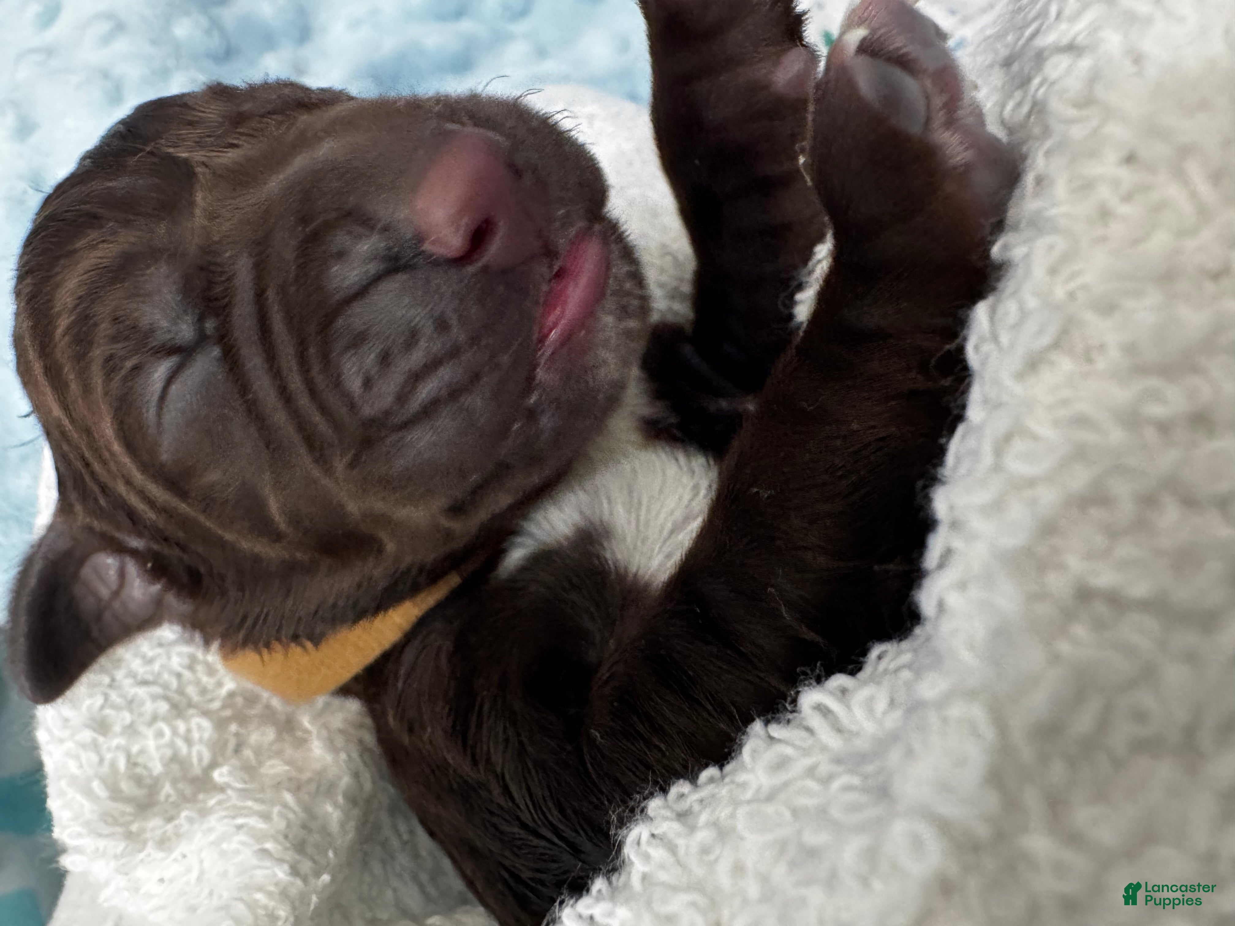 Mixed Breed dogs L Brown  - Ad 1