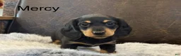 Miniature Dachshund dogs for sale: Mercy - Ad 1