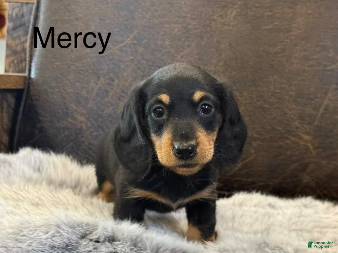 Miniature Dachshund dogs for sale: Mercy - Ad 1