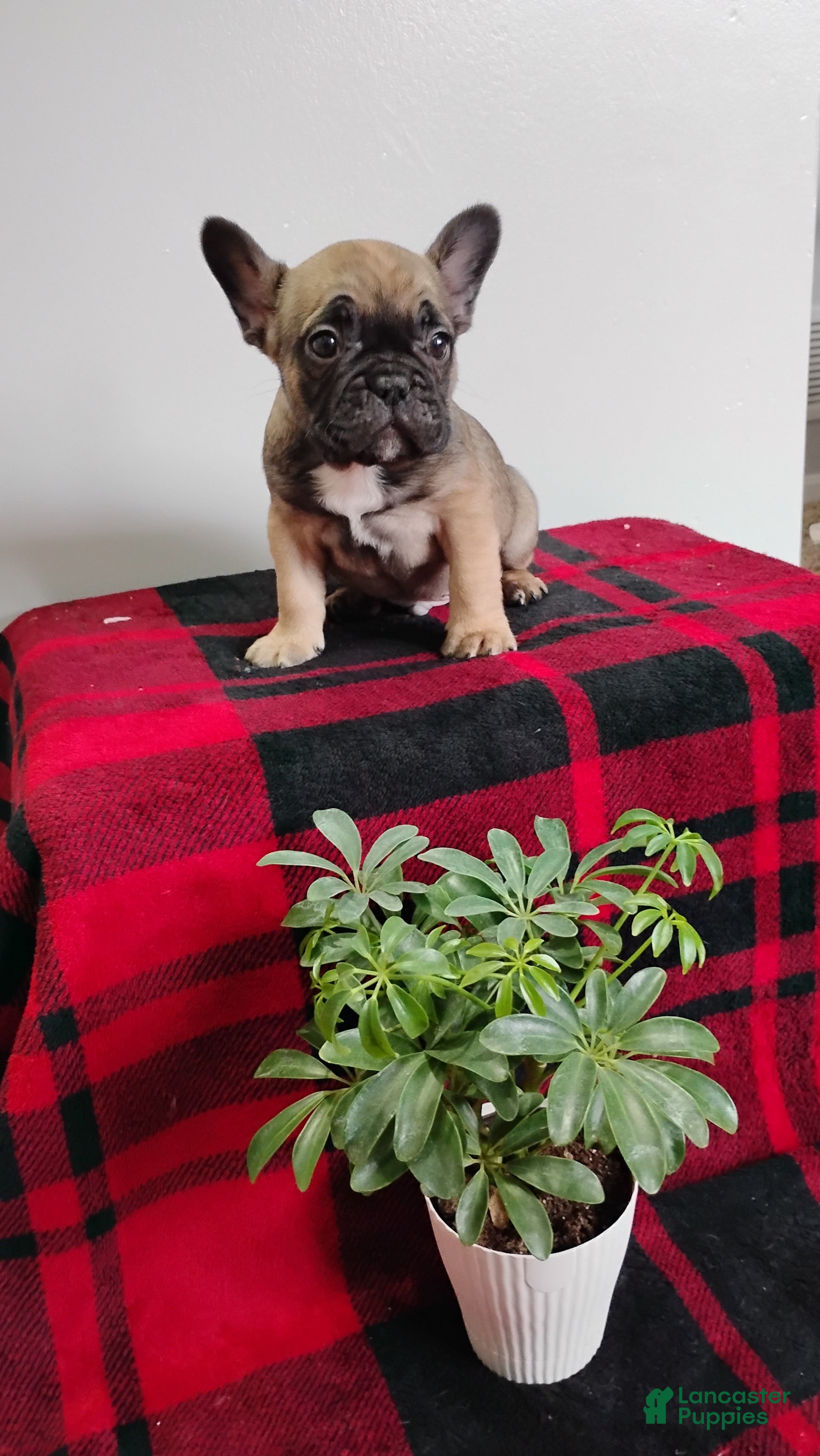 Mixed Breed dogs Rover - Ad 2