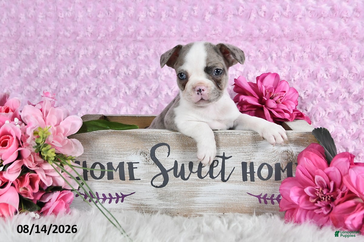 Frenchton dogs Lilla - Ad 2