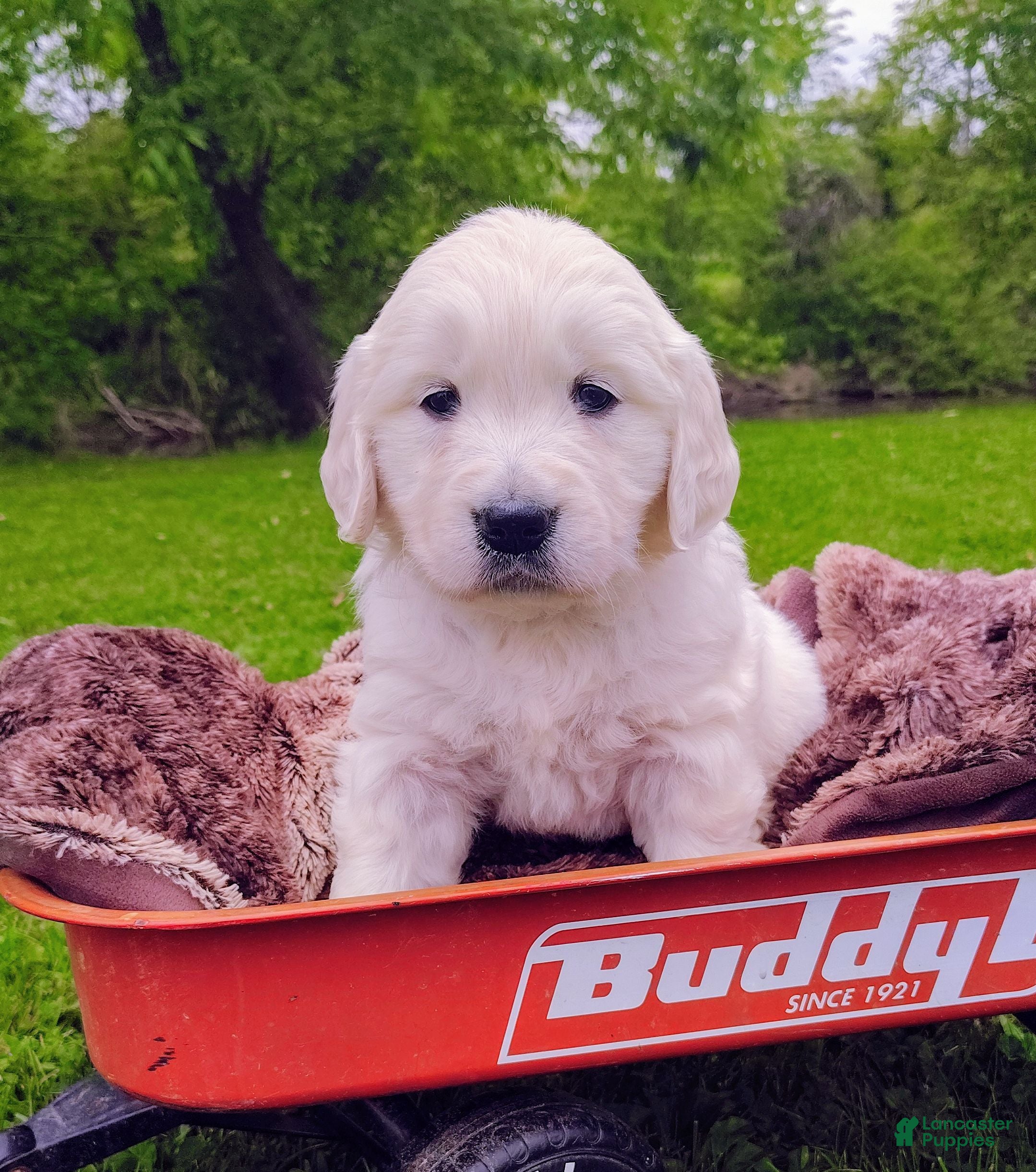 Golden Retriever dogs Molly - Ad 2