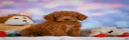 Cavapoo dogs for sale: Daisy - Ad 11