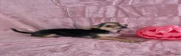 Chihuahua dogs for sale: Delilah - Ad 10