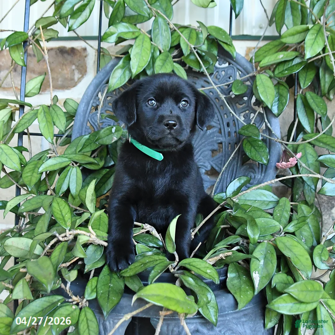 Labrador Retriever dogs for sale: Magpie - Ad 1