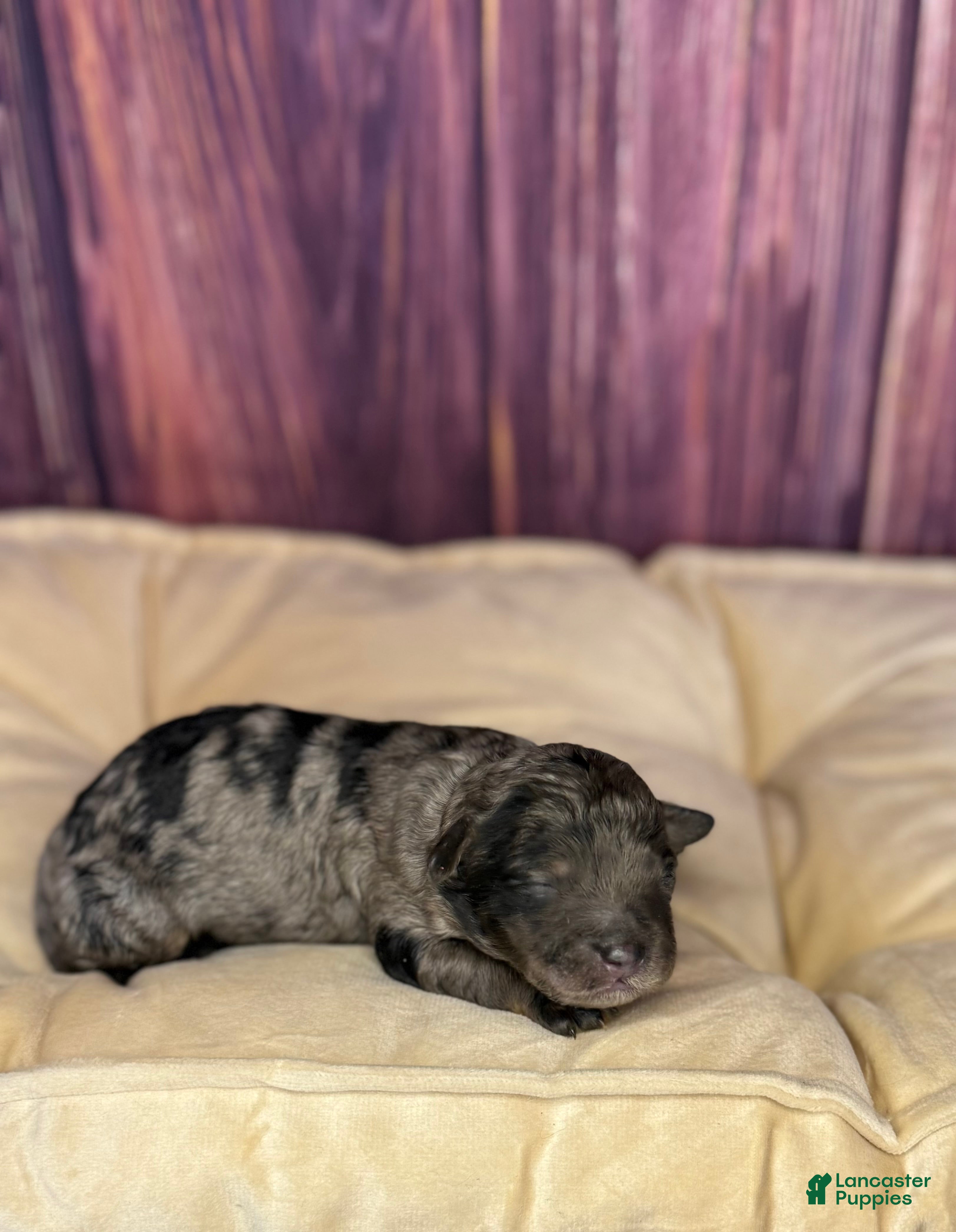 Maltipoo dogs Sienna - Ad 2