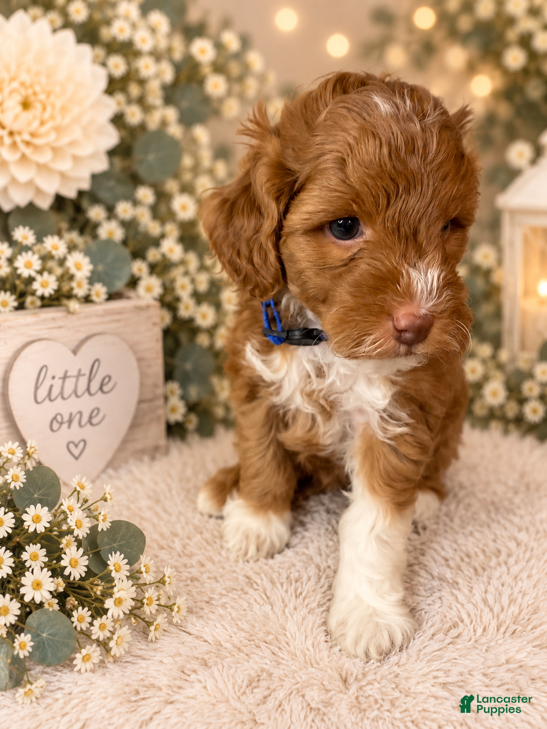 Mini Goldendoodle dogs Rocket - Ad 1
