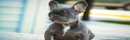 French Bulldog dogs for sale: Gretta - Ad 3