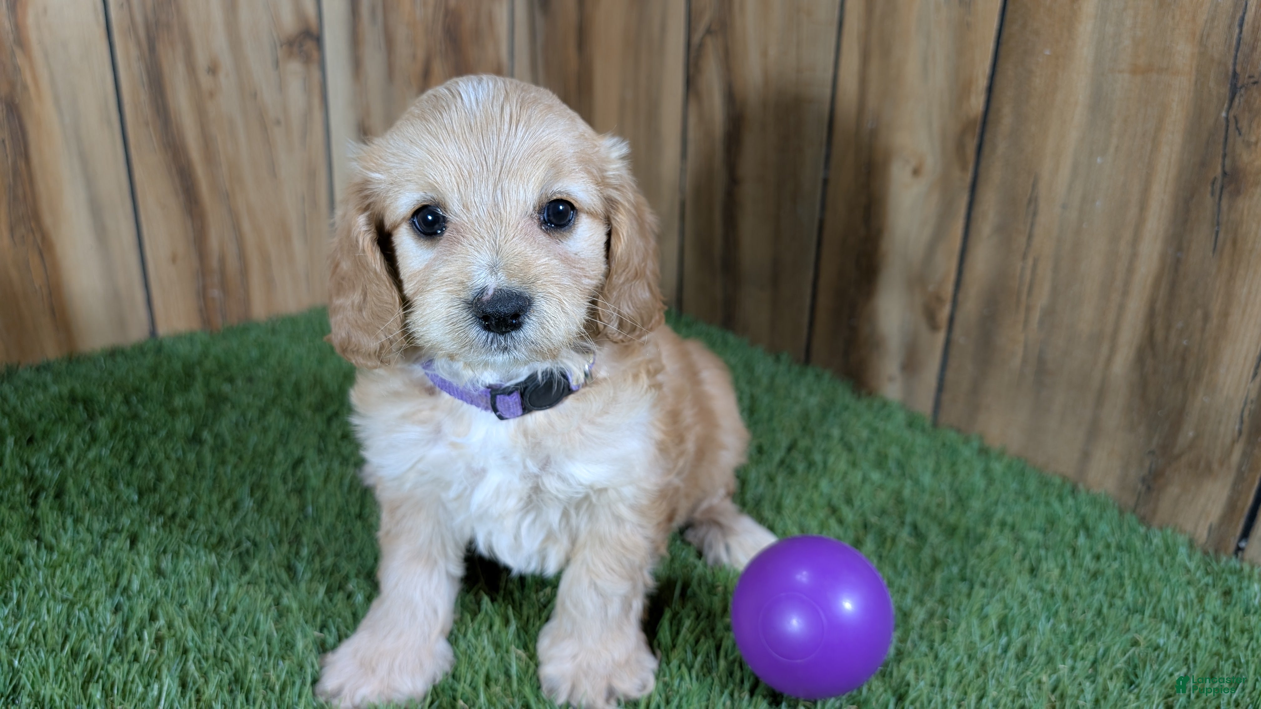 Cavapoo dogs Brin Girl 1 - Ad 21