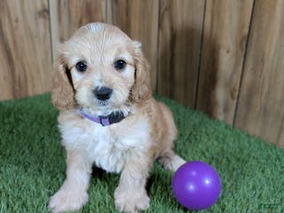 Cavapoo dogs Brin Girl 1 - Ad 20