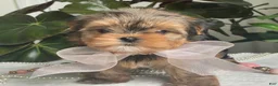 Biewer Terrier dogs for sale: Izzy - Ad 8