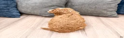 Cavapoo dogs for sale: Rocky - Ad 5