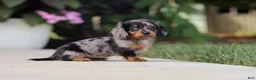 Miniature Dachshund dogs for sale: Cora - Ad 16
