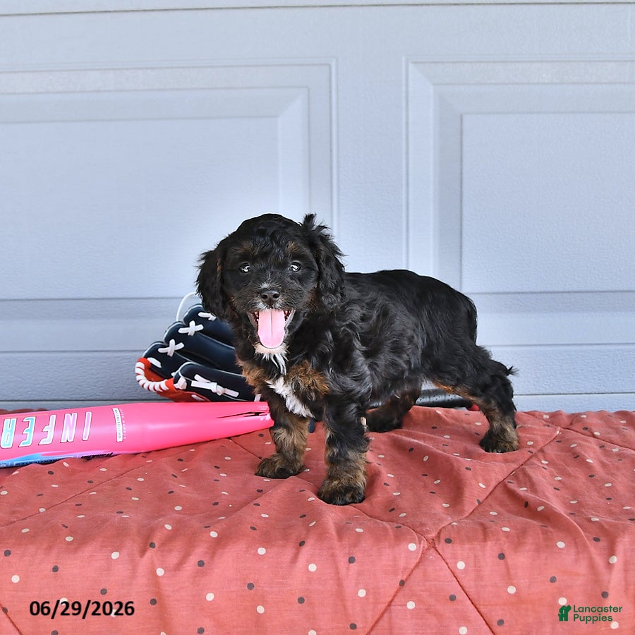 Mixed Breed dogs Blaze - Ad 2