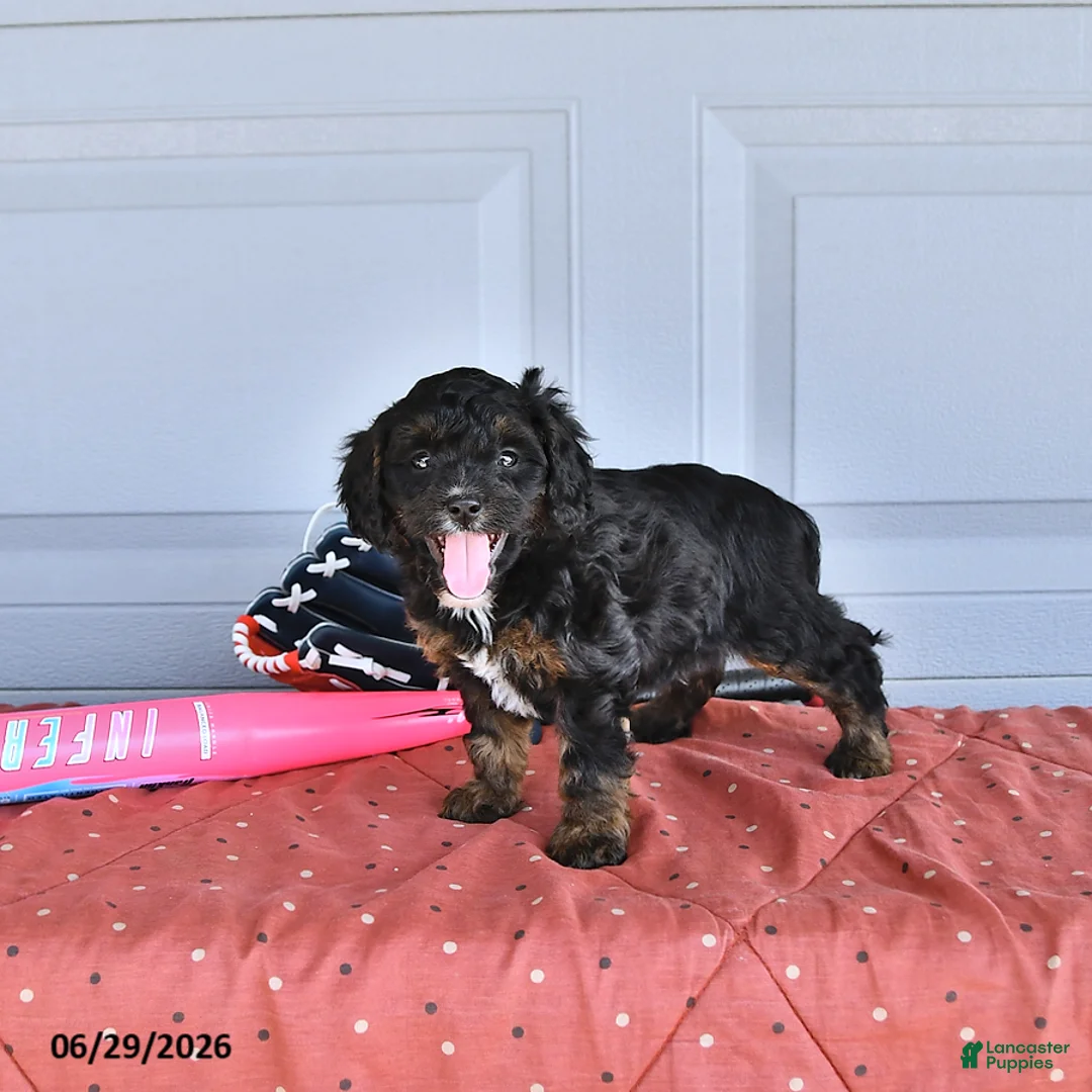 Mixed Breed dogs for sale: Blaze - Ad 2