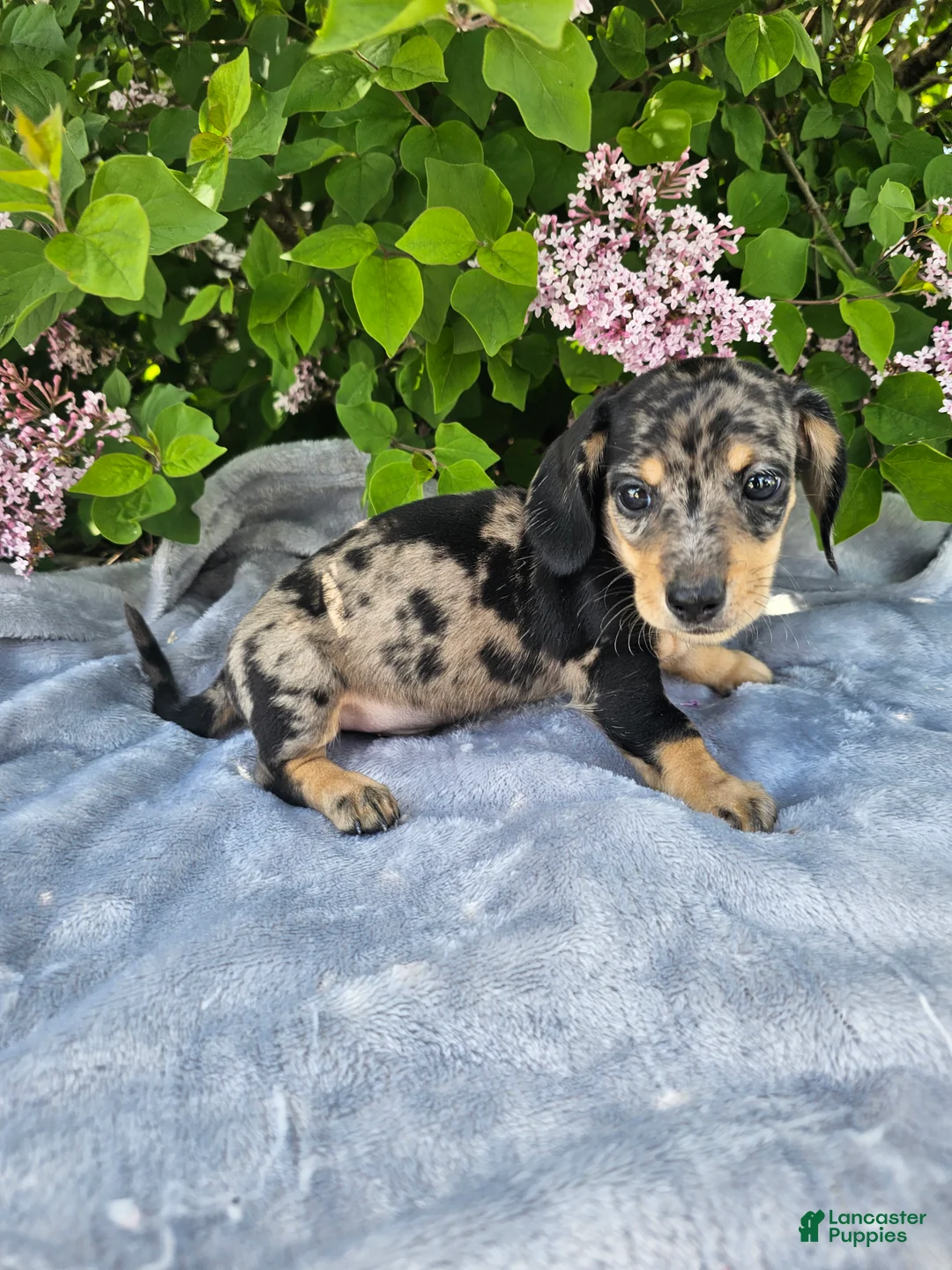Dachshund dogs for sale: Prince - Ad 10