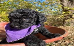 Goldendoodle dogs for stud: Cooper - Image 5