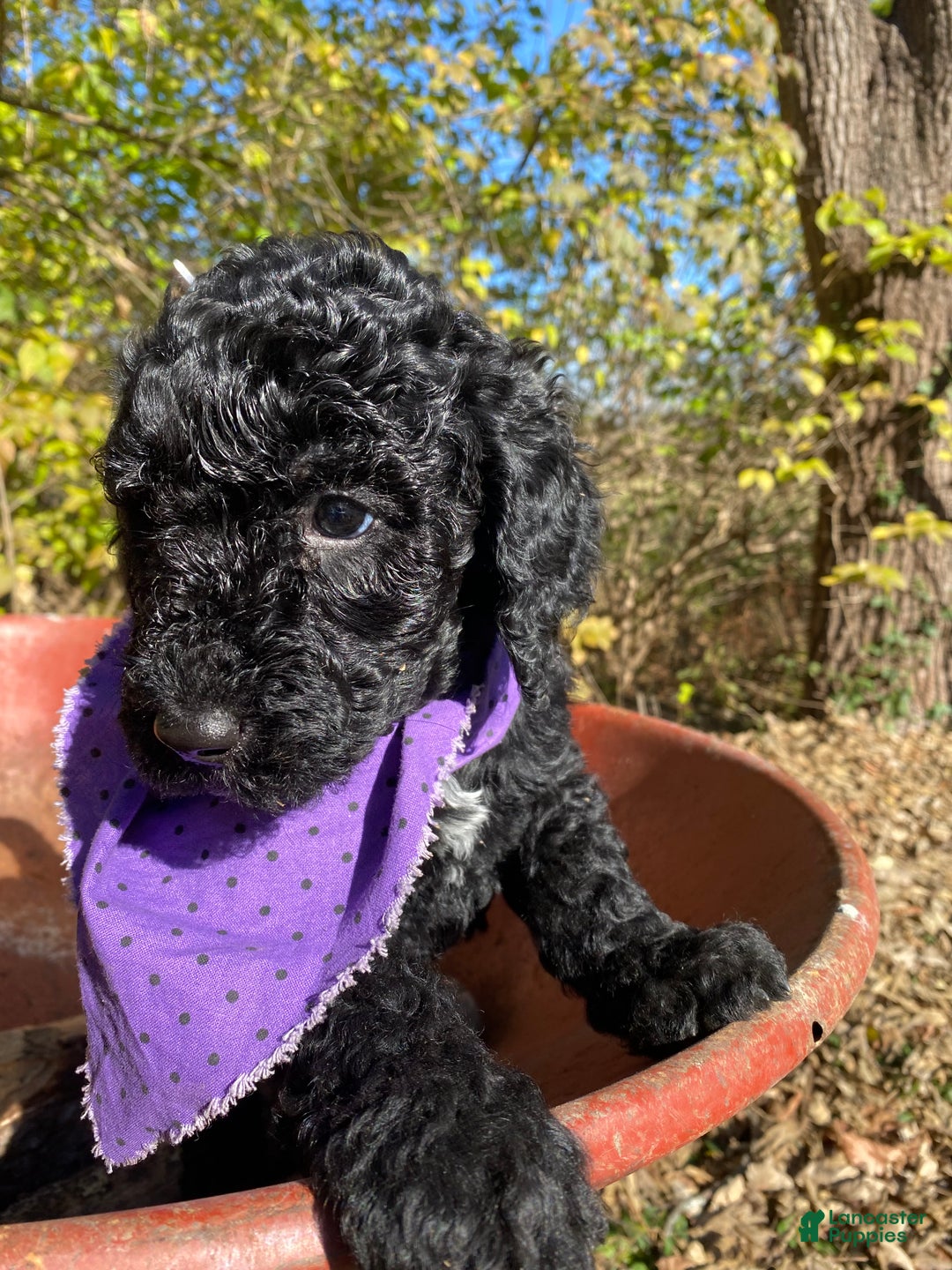 Goldendoodle dogs for stud: Cooper - Image 5