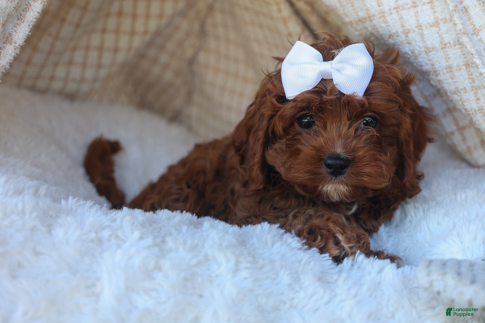 Cavapoo dogs for sale: RHODA - Ad 4