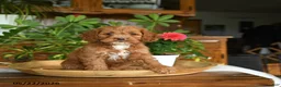 Cockapoo dogs for sale: Waylon - Ad 3