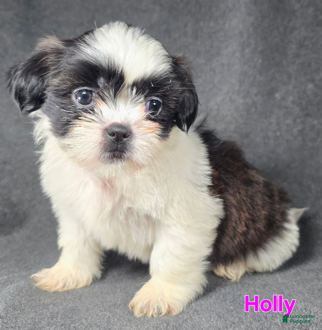Shih Tzu dogs for sale: Holly - Ad 6