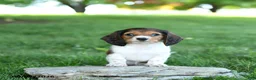 Miniature Dachshund dogs for sale: Rita - Ad 2