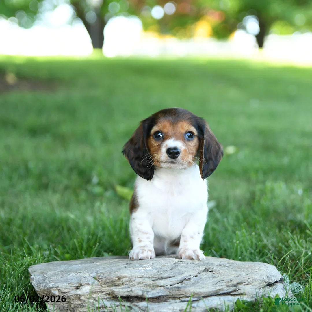 Miniature Dachshund dogs for sale: Rita - Ad 2