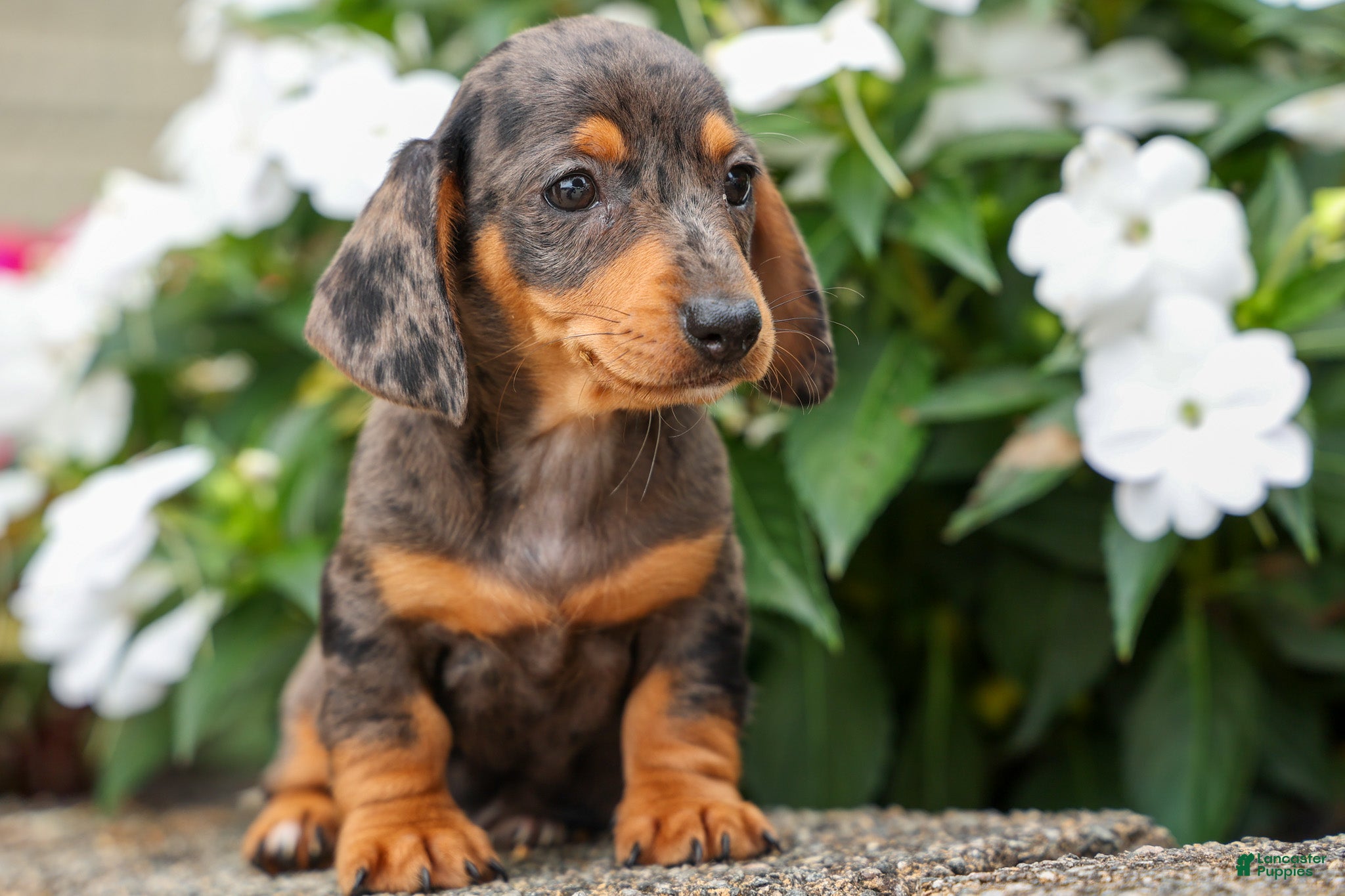 Miniature Dachshund dogs Holly 🌸 - Ad 2