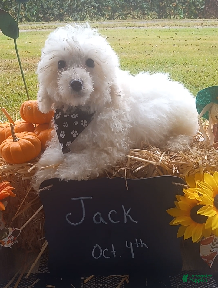 Jack (Bichon Frise, Male) in Altoona, AL