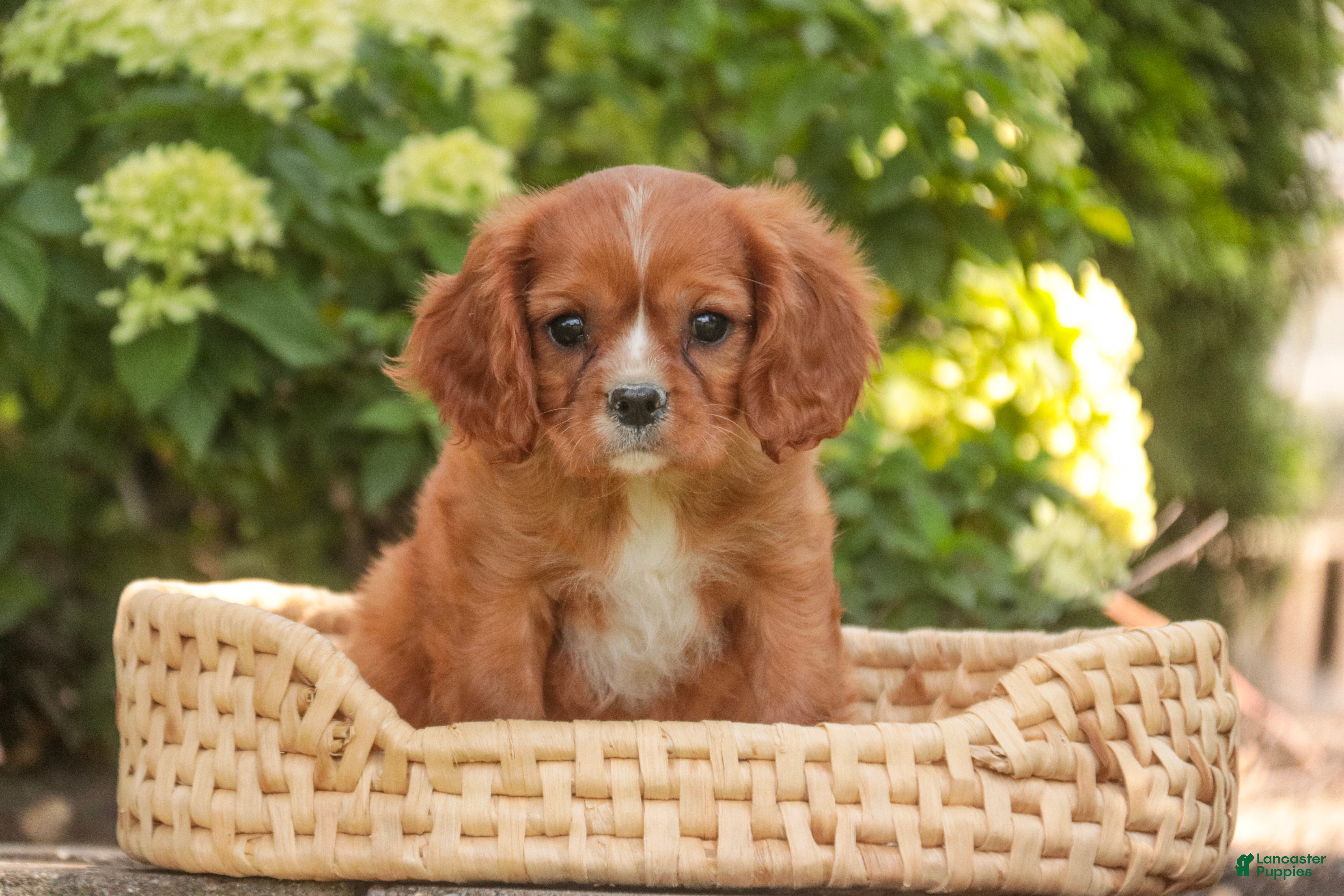 Cavalier King Charles Spaniel dogs Grace Cavalier King Charles Spaniel  - Ad 2