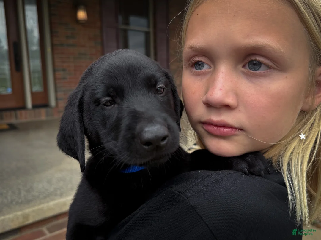Labrador Retriever dogs for sale: Duke - Ad 2