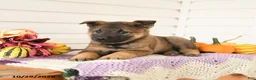 Mixed Breed dogs for sale: Alaska - Ad 3