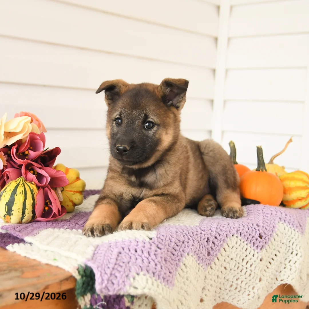 Mixed Breed dogs for sale: Alaska - Ad 3