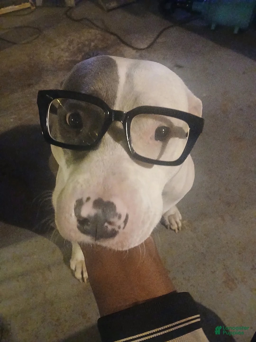 Mixed Breed dogs for sale: Mixed Breed Puppy 3 - Ad 2