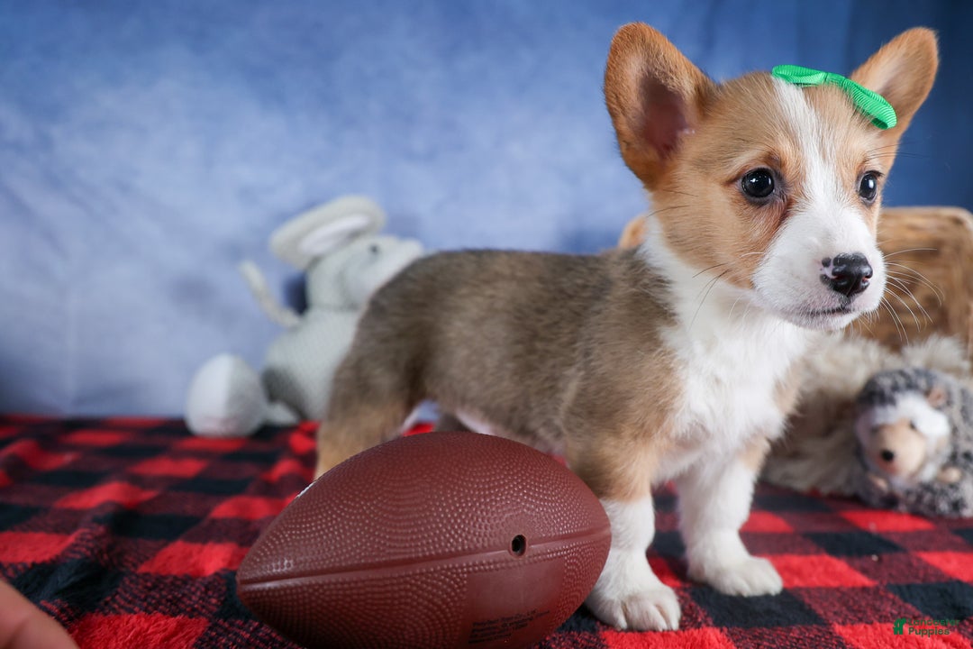 Welsh Corgi Pembroke dogs for sale: Mario - Ad 13