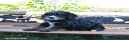 Mini Bernedoodle dogs for sale: Leah - Ad 5