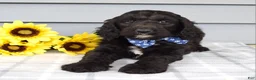 Labradoodle dogs for sale: Conner - Ad 9