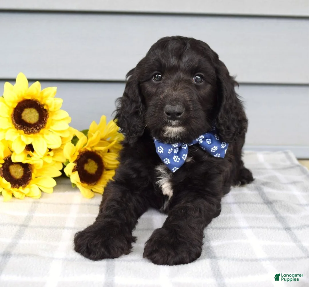 Labradoodle dogs for sale: Conner - Ad 9