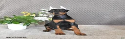 Doberman Pinscher dogs for sale: Sadie - Ad 2