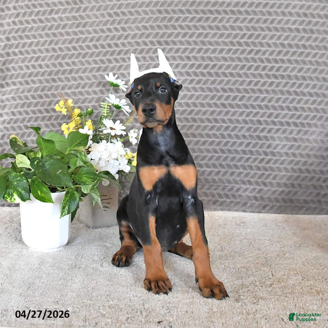 Doberman Pinscher dogs for sale: Sadie - Ad 2