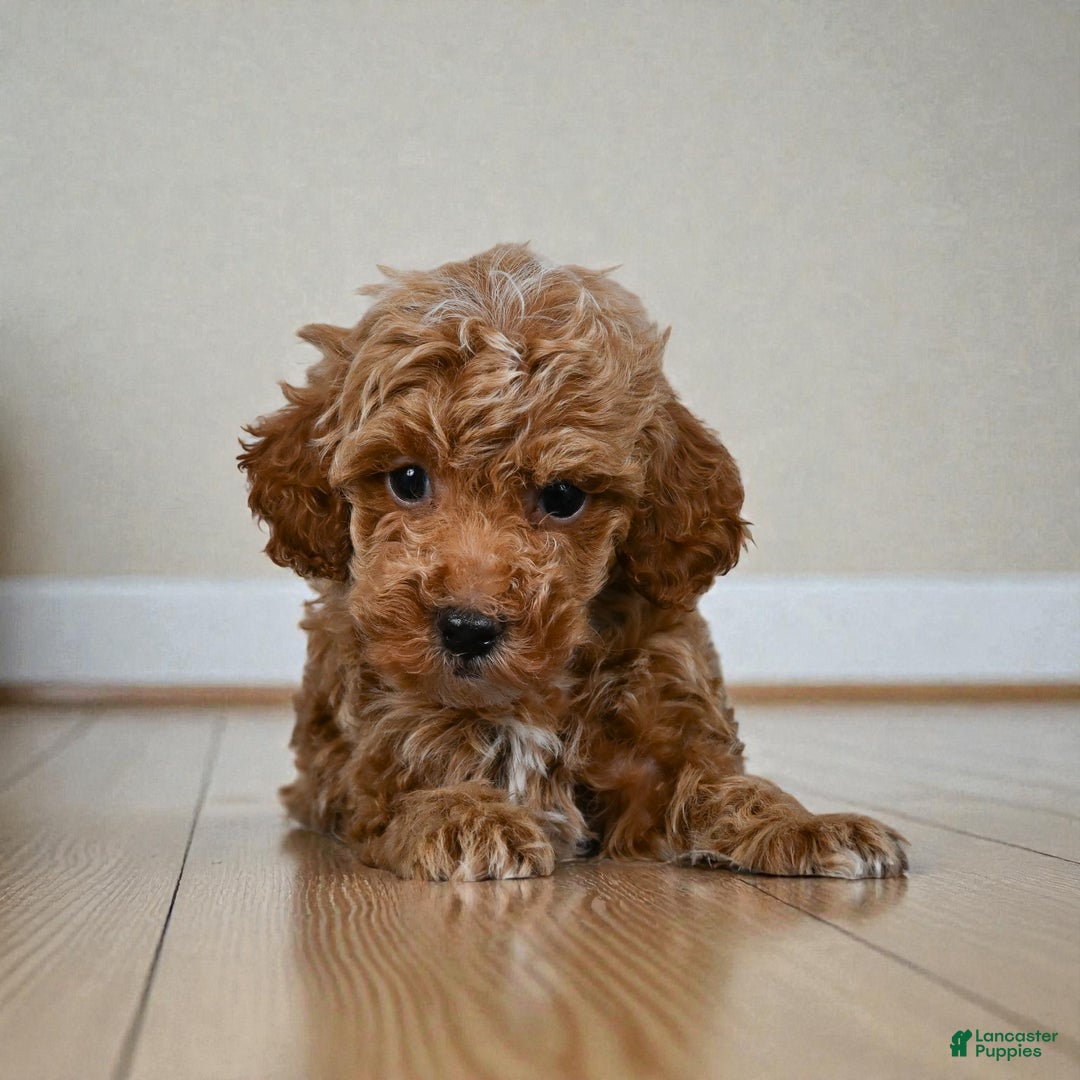 Miniature Poodle dogs for sale: Earl - Ad 3