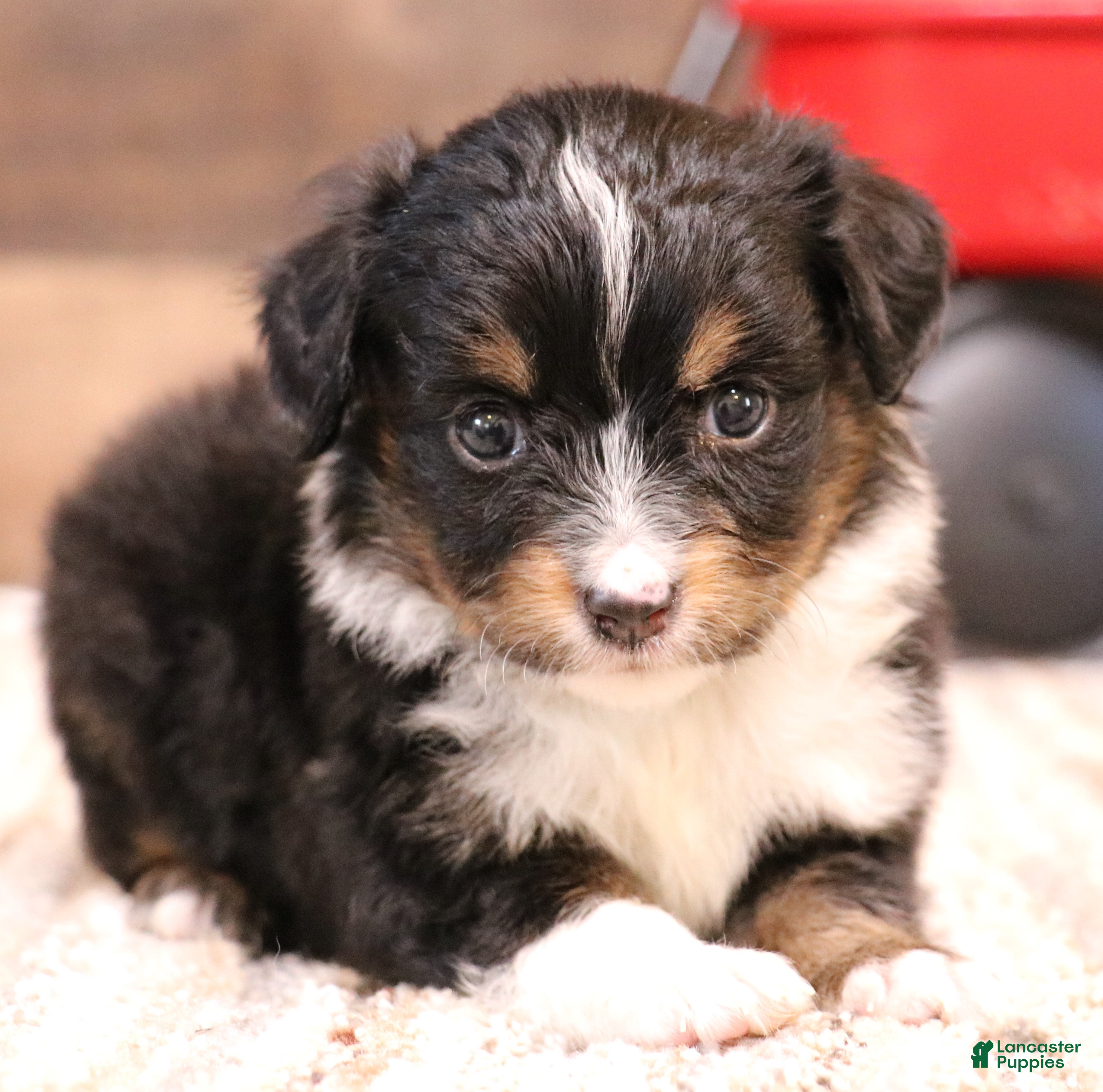 Toy Australian Shepherd dogs Rodeo - Ad 2