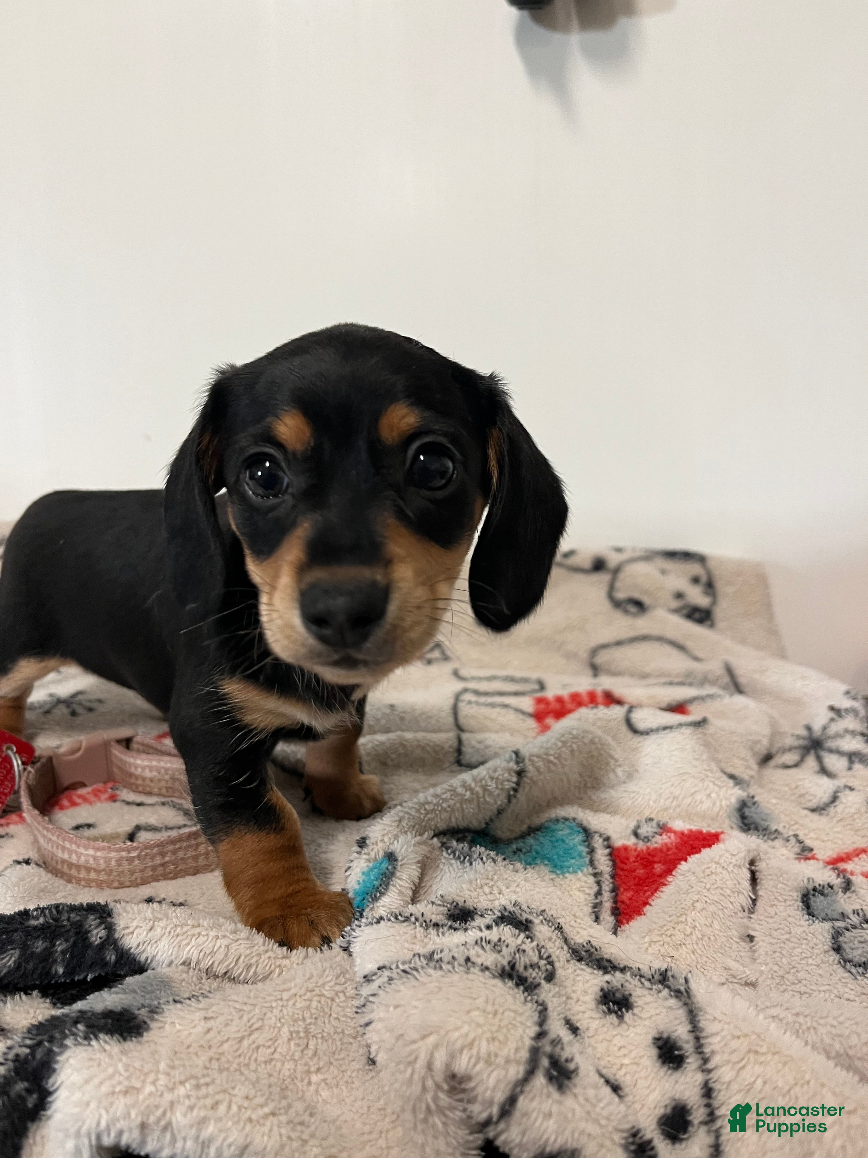 Miniature Dachshund dogs for sale: Mollie - Ad 1