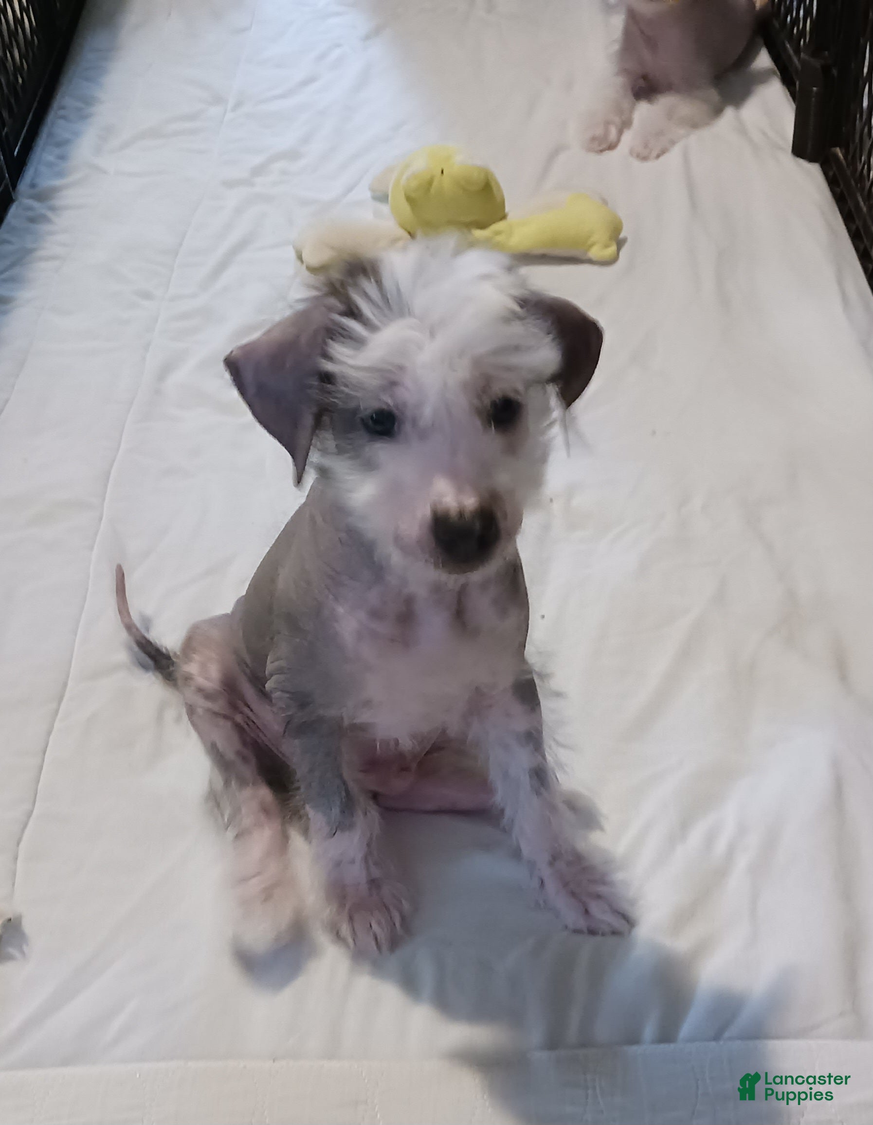 Chinese Crested dogs Zippy - Ad 2