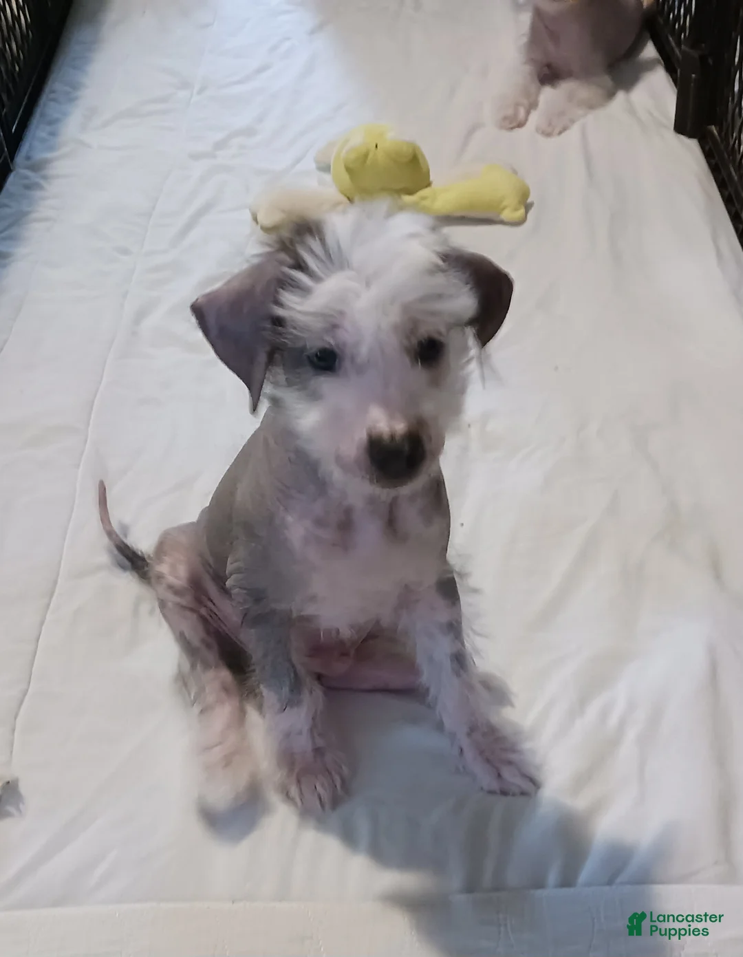 Chinese Crested dogs for sale: Zippy - Ad 2