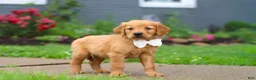 Golden Retriever dogs for sale: Bubbles - Ad 6